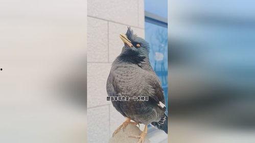 搞笑八哥爆料视频大全集,爆笑集结!搞笑八哥视频大全集笑料盘点 第3张 搞笑八哥爆料视频大全集,爆笑集结!搞笑八哥视频大全集笑料盘点 第3张